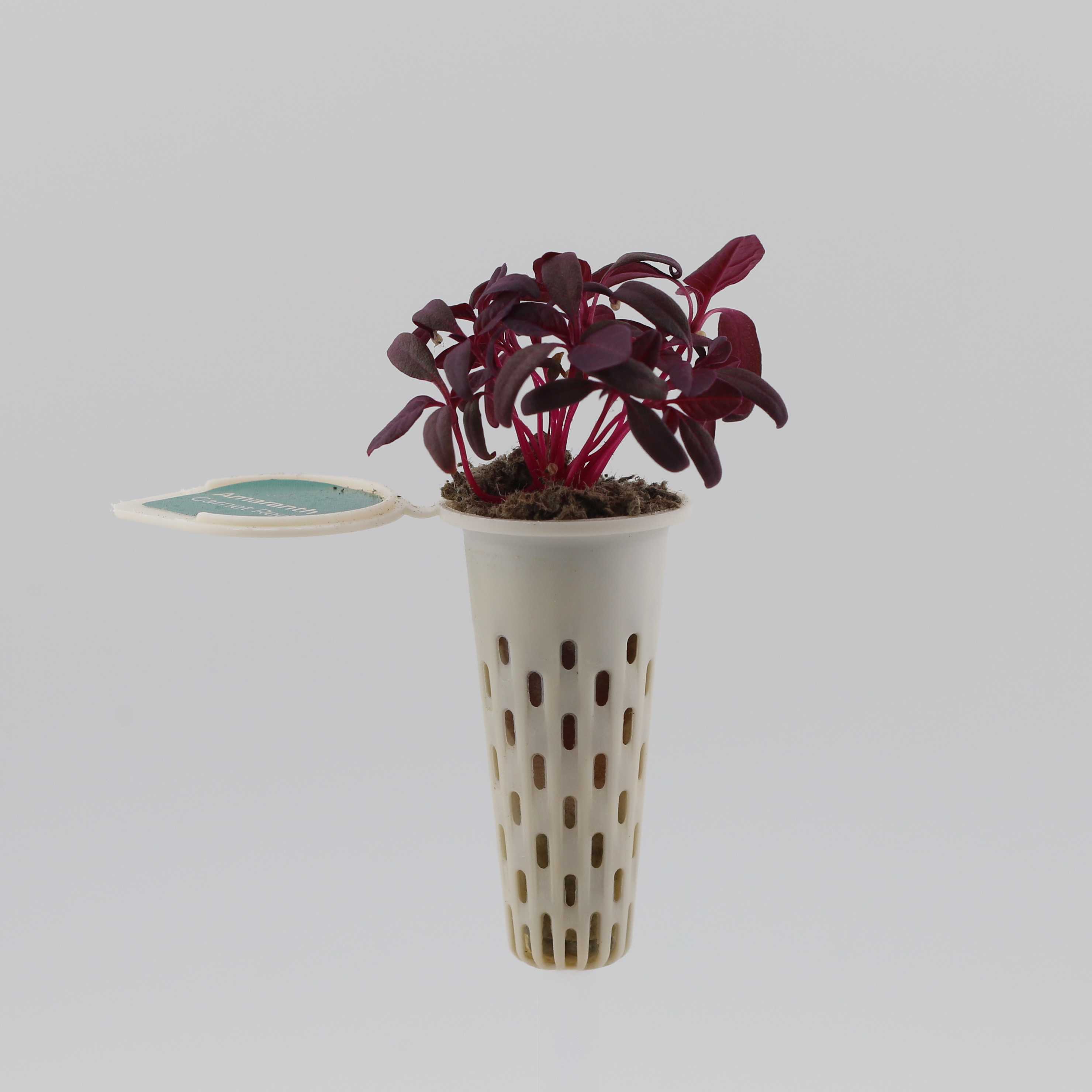 Self-Nurturing seed pod with growing plant